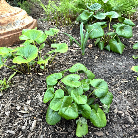 Giant Leopard Plant