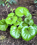 Giant Leopard Plant