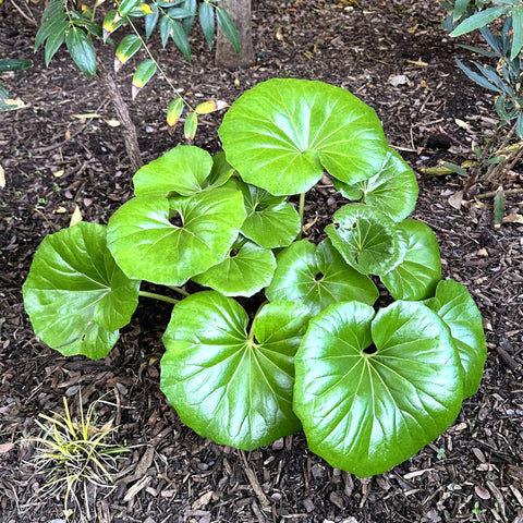 Giant Leopard Plant