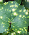 Giant Spotted Ligularia