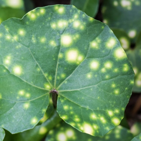 Giant Spotted Ligularia