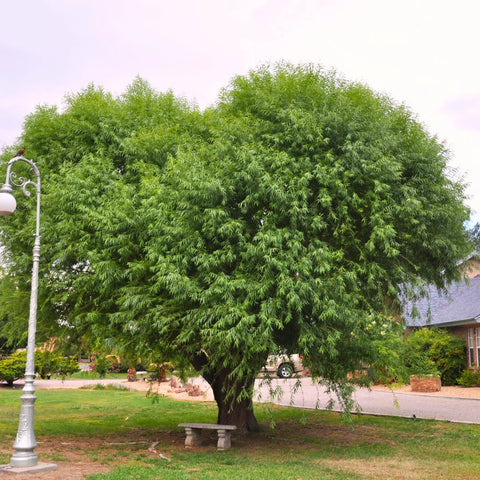 Globe Willow Tree
