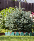 Globosa Blue Spruce