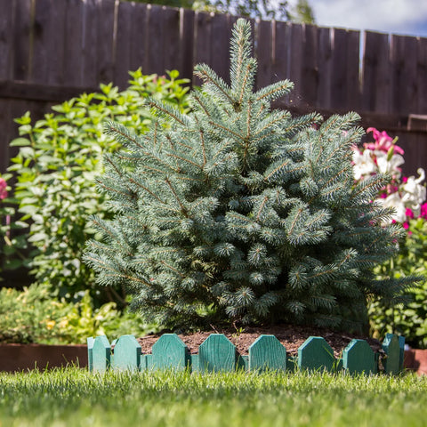 Globosa Blue Spruce