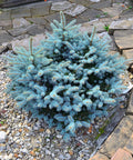 Globosa Blue Spruce