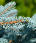 Globosa Blue Spruce