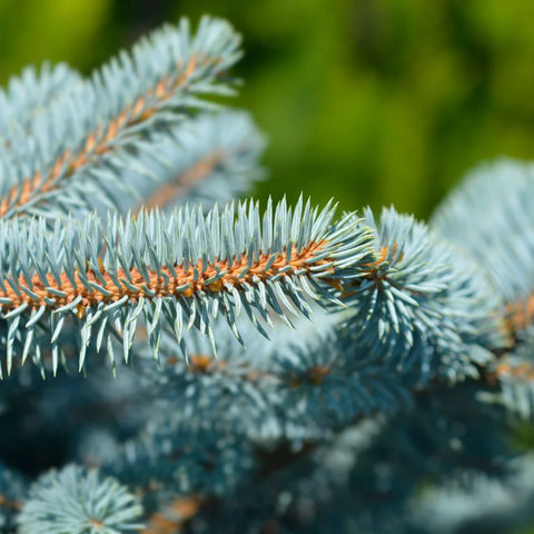 Globosa Blue Spruce