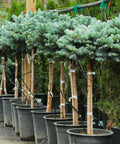 Globosa Blue Spruce Tree