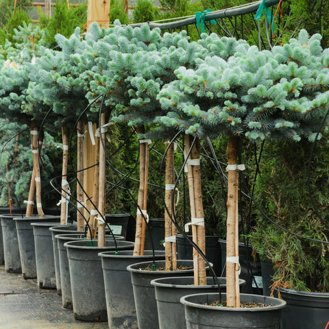 Globosa Blue Spruce Tree