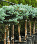Globosa Blue Spruce Tree