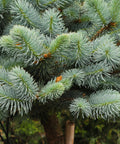 Globosa Blue Spruce Tree