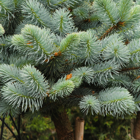 Globosa Blue Spruce Tree