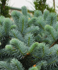 Globosa Blue Spruce Tree