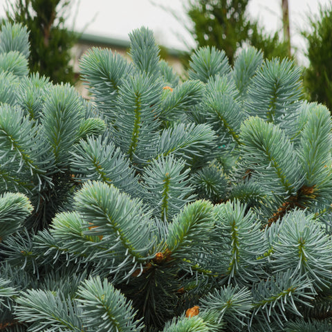 Globosa Blue Spruce Tree