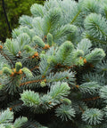 Globosa Blue Spruce Tree