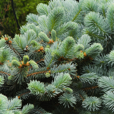 Globosa Blue Spruce Tree