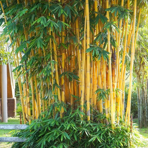 Golden Bamboo