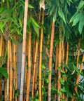 Golden Bamboo