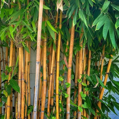 Golden Bamboo