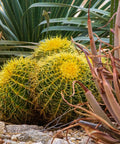 Golden Barrel Cactus