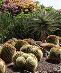 Golden Barrel Cactus