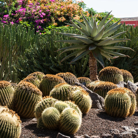 Golden Barrel Cactus