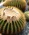 Golden Barrel Cactus