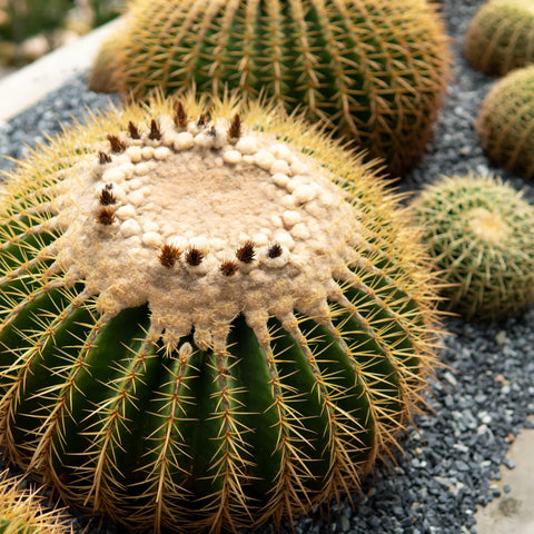 Golden Barrel Cactus