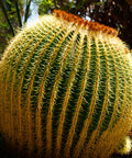 Golden Barrel Cactus