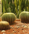 Golden Barrel Cactus