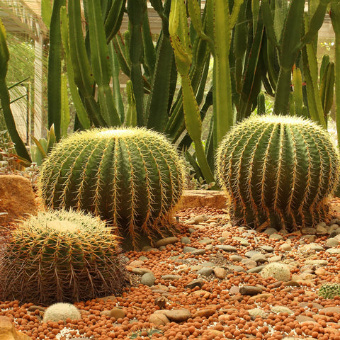 Golden Barrel Cactus