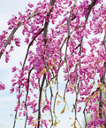 Golden Falls Redbud Tree