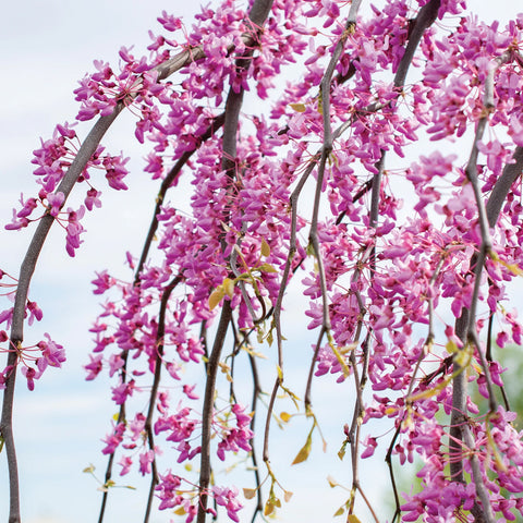 Golden Falls Redbud Tree
