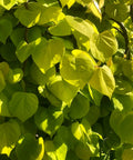 Golden Falls Redbud Tree