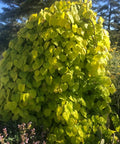 Golden Falls Redbud Tree