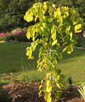 Golden Falls Redbud Tree