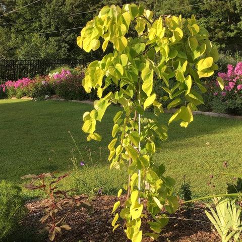 Golden Falls Redbud Tree