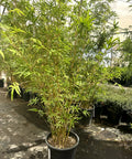 Golden Goddess Bamboo