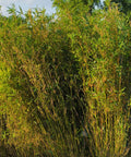 Golden Goddess Bamboo
