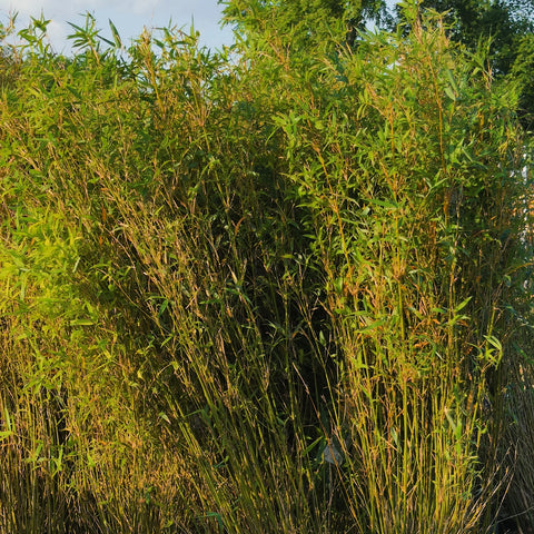 Golden Goddess Bamboo