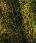 Golden Goddess Bamboo