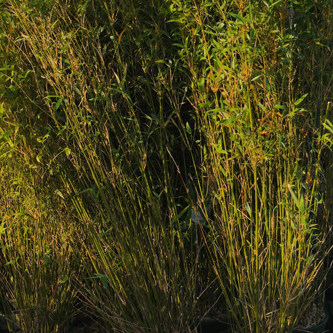 Golden Goddess Bamboo