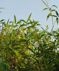 Golden Goddess Bamboo