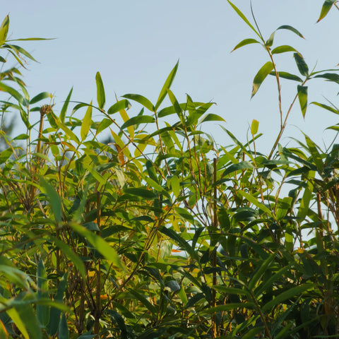 Golden Goddess Bamboo