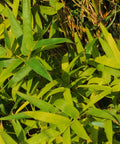 Golden Goddess Bamboo