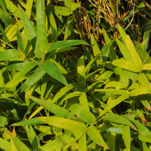 Golden Goddess Bamboo