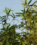 Golden Goddess Bamboo
