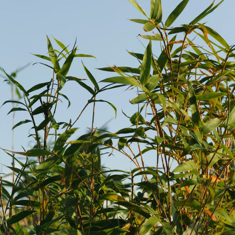 Golden Goddess Bamboo