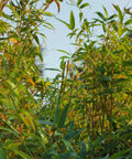 Golden Goddess Bamboo