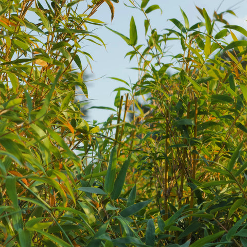 Golden Goddess Bamboo